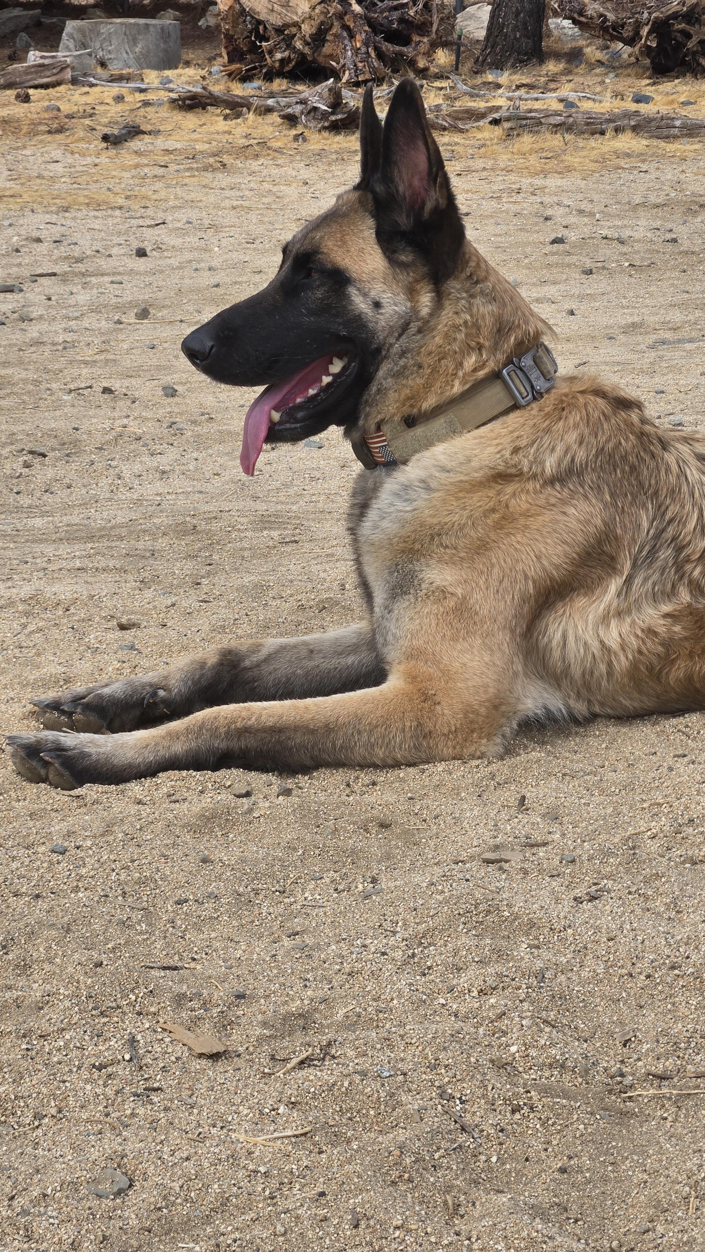 Enlarge BamBam, a Adoptable Belgian Shepherd / Malinois in Vancouver, WA image 6/6