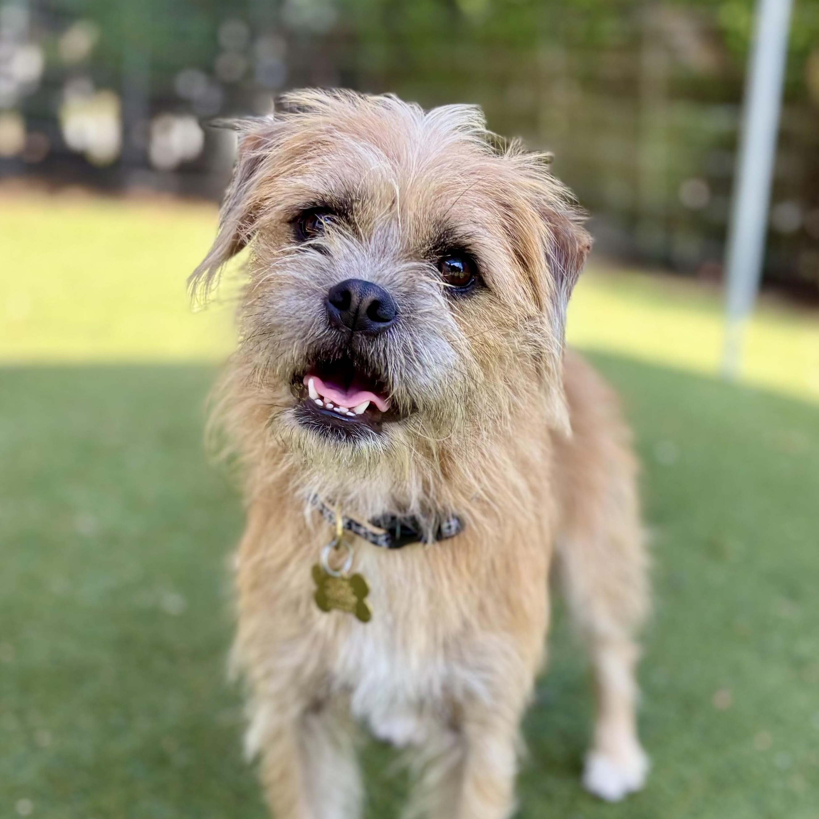 Zooey Brussels Griffon Dog