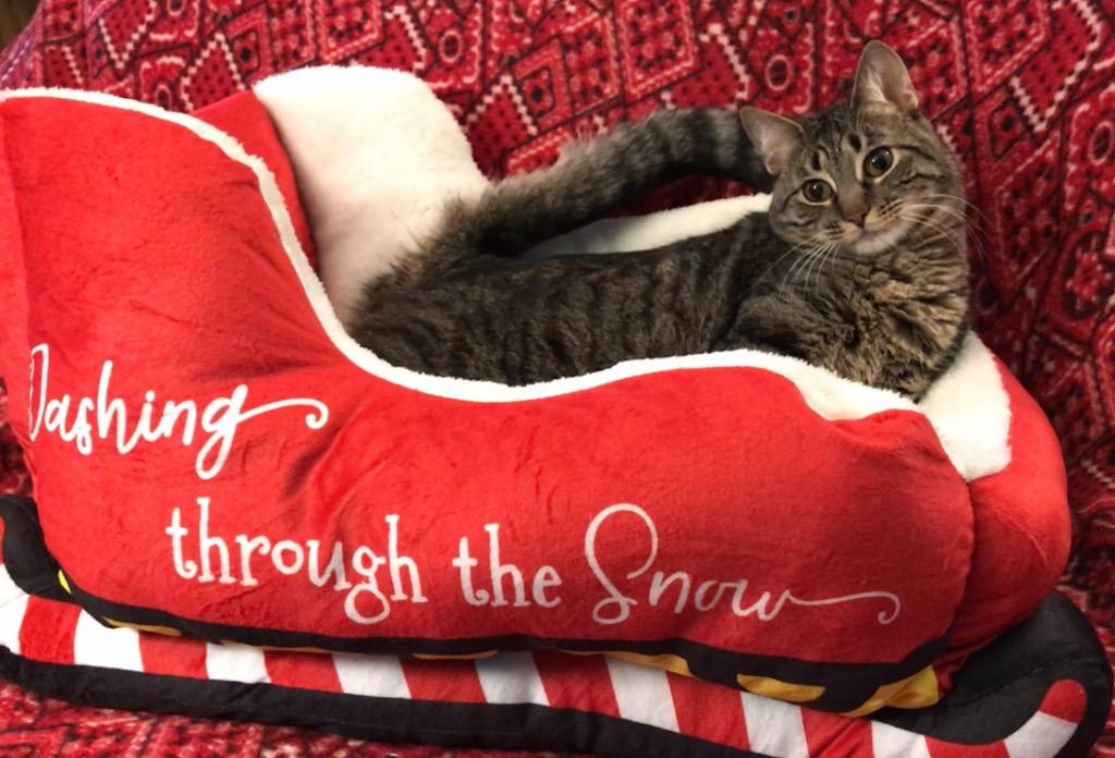 Elf a/k/a Elfie, Adoptable, Adult Female Tabby & Domestic Short Hair.