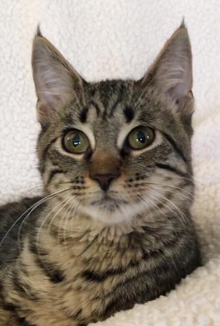 Enlarge Elf a/k/a Elfie, a Adoptable mixed breed in Orlando, FL image 5/6