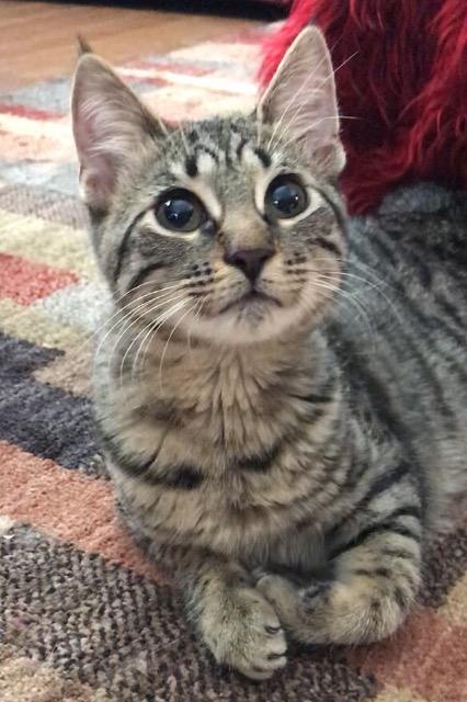 Elf a/k/a Elfie, a Adoptable mixed breed in Orlando, FL image 3/6