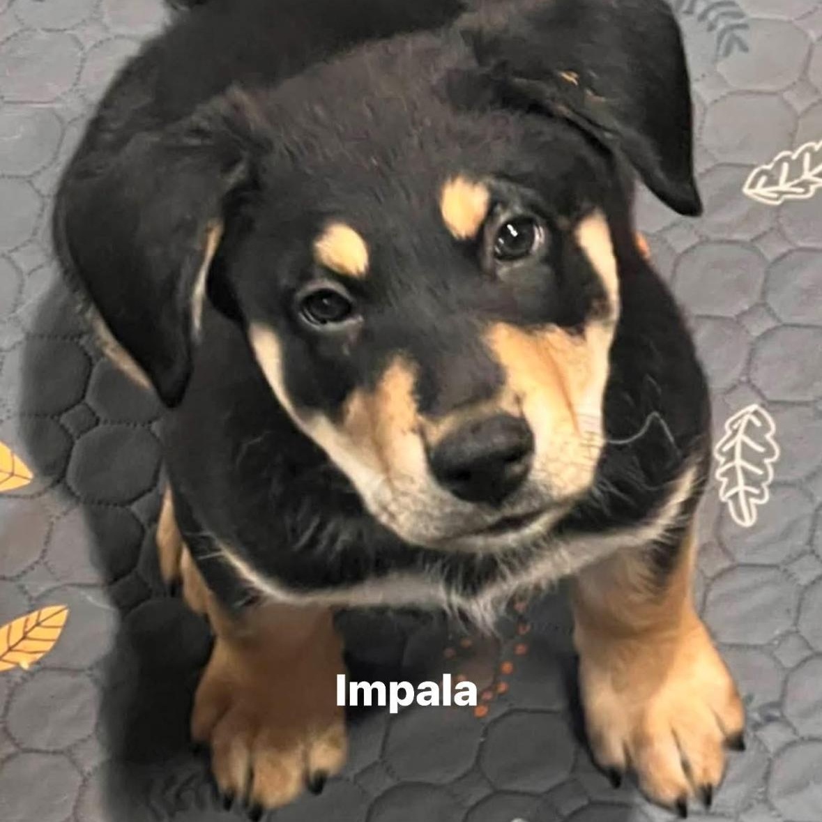 Enlarge Impala , a ADOPTABLE Mixed Breed in York, PA image 1/1