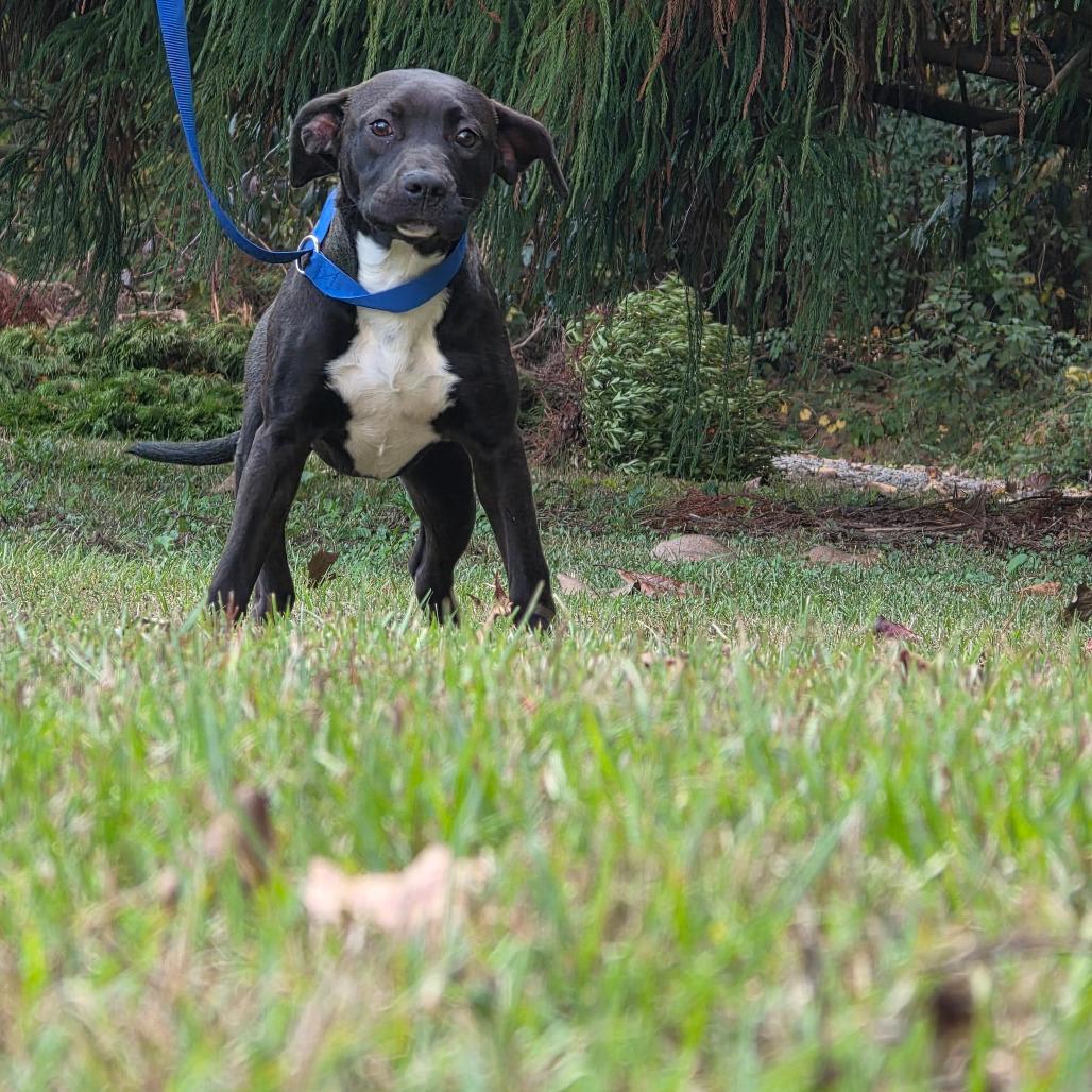 Wonder Woman, Adoptable, Young Female Terrier.