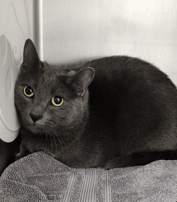 Rain, Adoptable, Adult Male Domestic Short Hair.