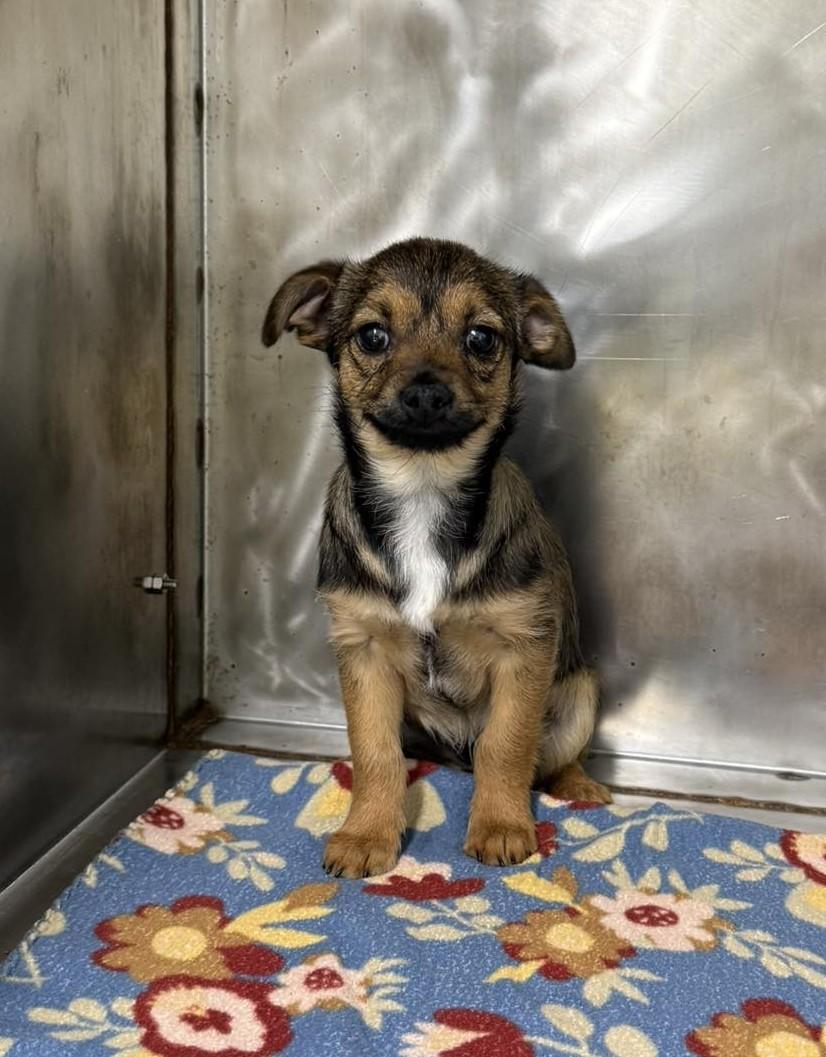 Winter Aconite, adopted, Puppy Male Chihuahua.