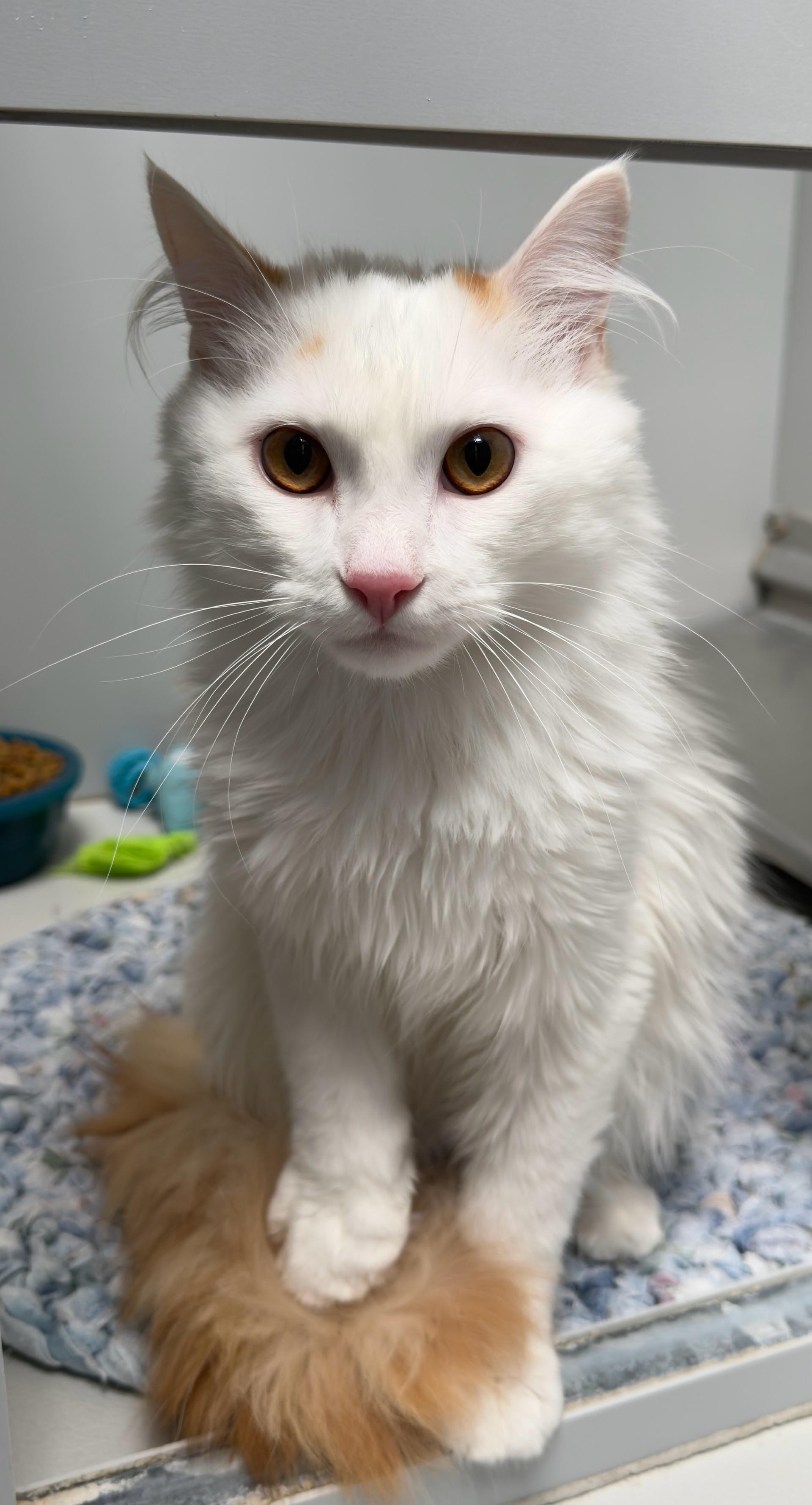 61156162, ADOPTABLE, Adult Male Domestic Medium Hair.