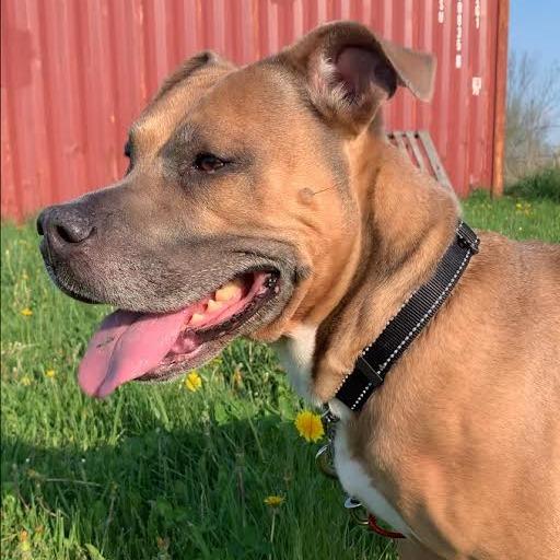 Enlarge Emma (SPONSORED), a Adoptable mixed breed in Standish, MI image 1/6