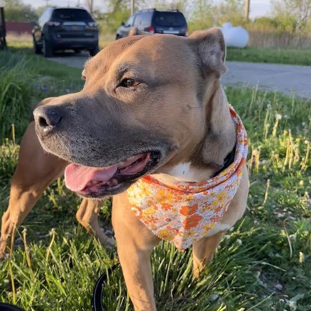 Emma (SPONSORED), a Adoptable mixed breed in Standish, MI image 3/6