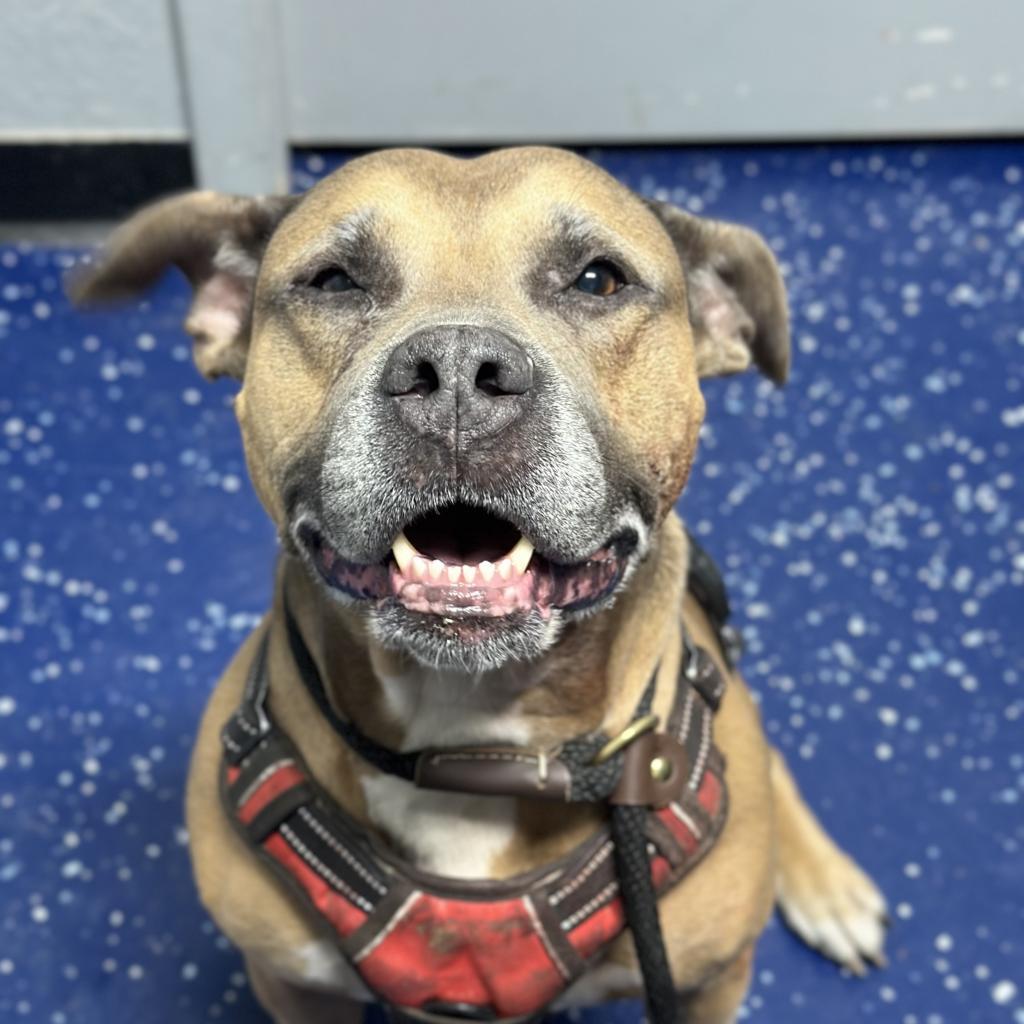 Emma (SPONSORED), a Adoptable mixed breed in Standish, MI image 4/6