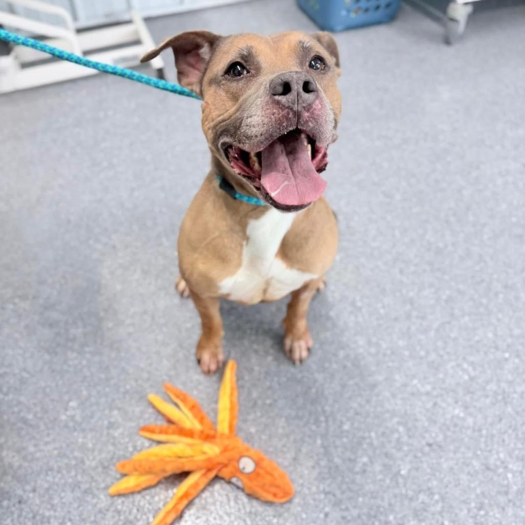 Enlarge Emma (SPONSORED), a Adoptable mixed breed in Standish, MI image 5/6