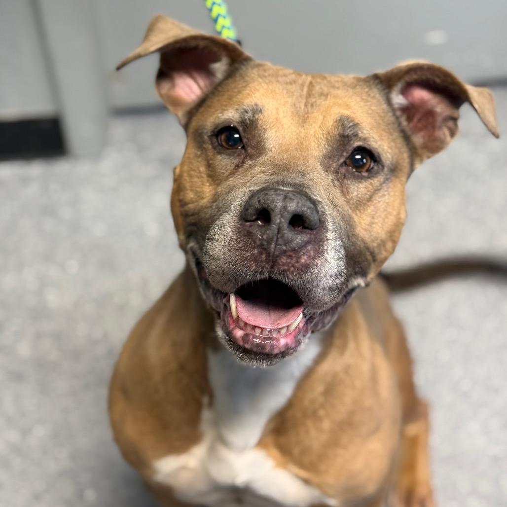 Emma (SPONSORED), a Adoptable mixed breed in Standish, MI image 5/6