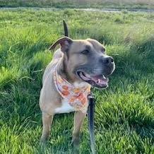 Emma (SPONSORED), a Adoptable mixed breed in Standish, MI image 6/6