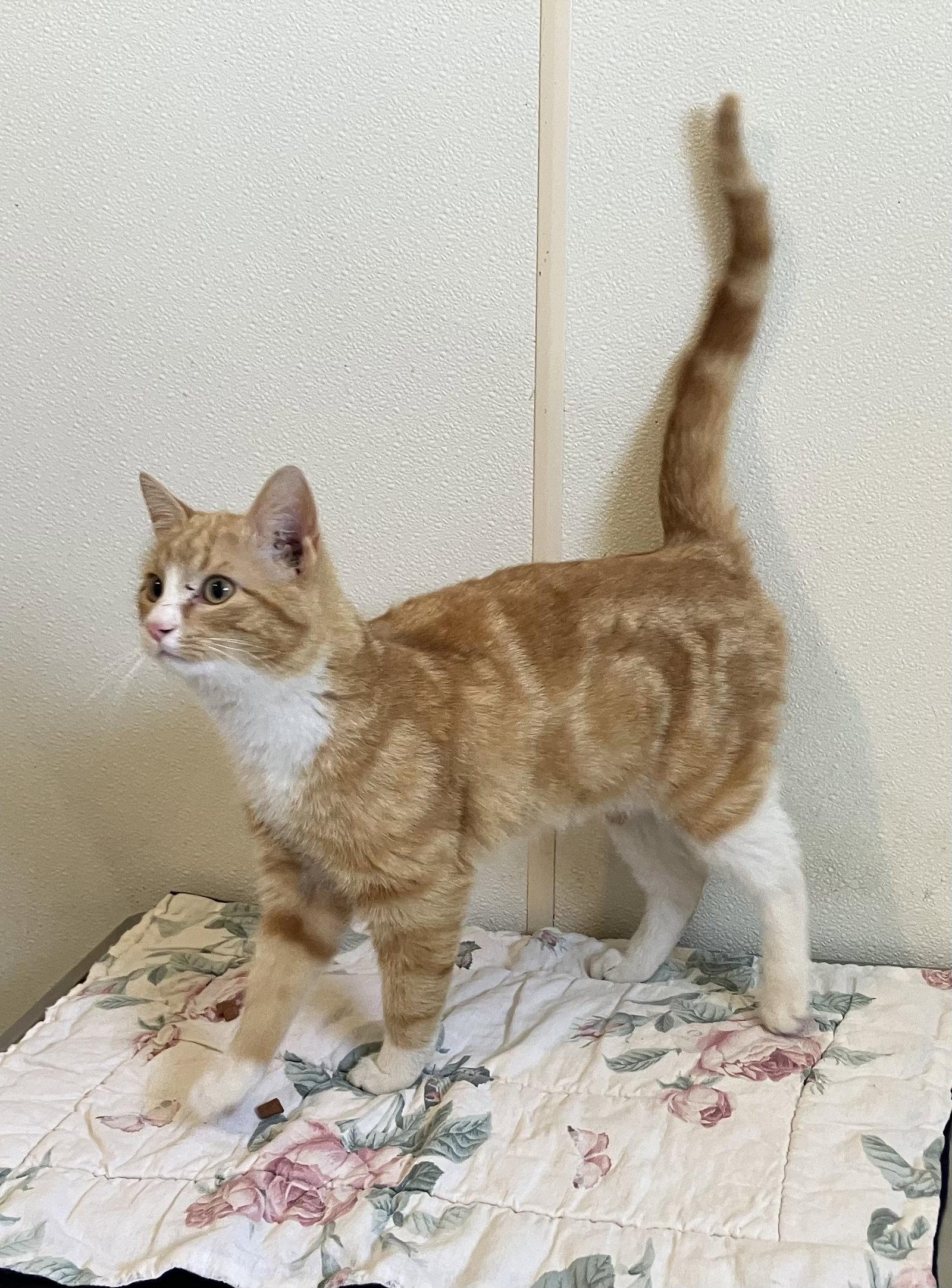 Simba - Orange & White Cat - #18, Adopted, Adult Male Domestic Short Hair.