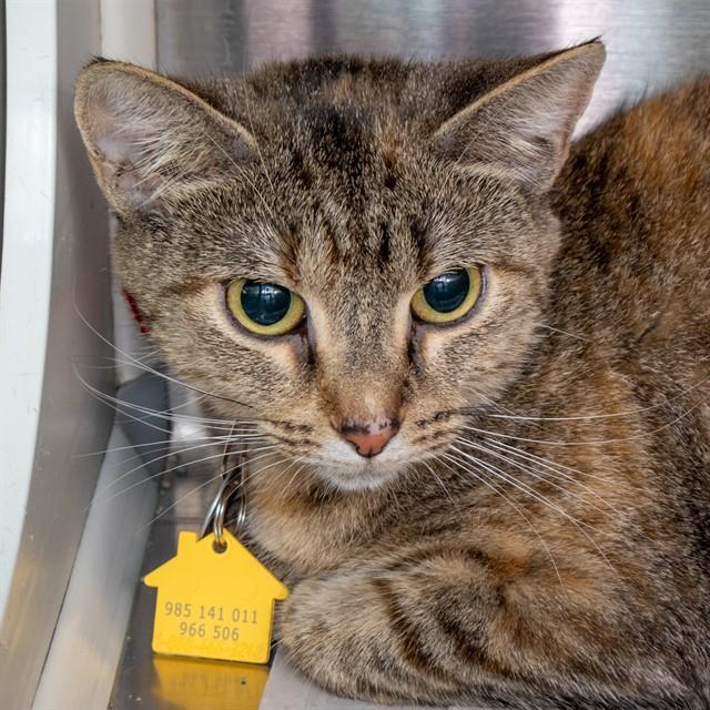 KYRA, Adoptable, Young Female Domestic Short Hair.