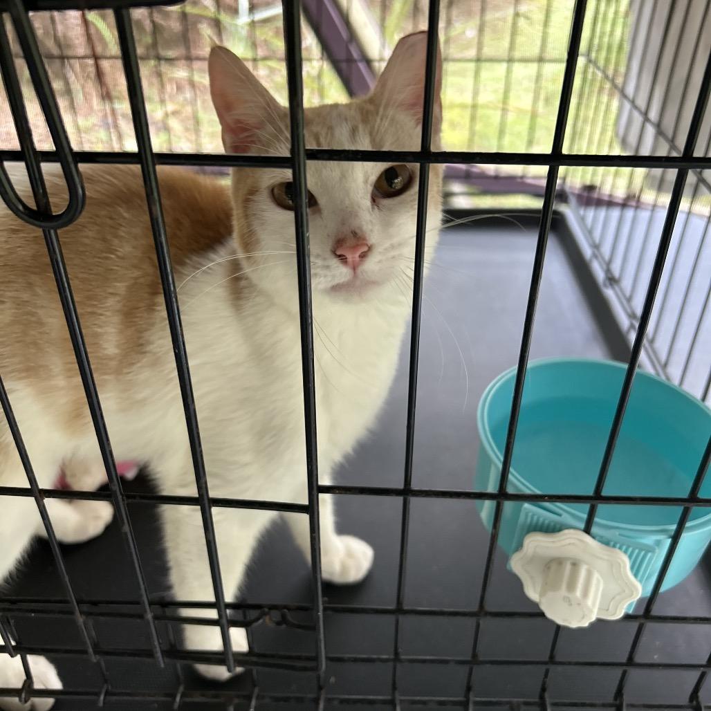 Enlarge Newbie Z2, a Adoptable Domestic Short Hair in Pahoa, HI image 1/1