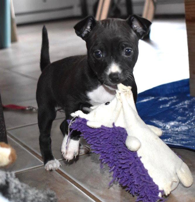 Cherry, Adoptable, Puppy Female Chihuahua.