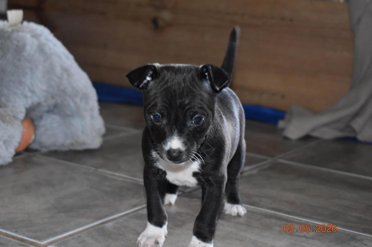 Cherry, a Adoptable Chihuahua in Grafton, WI image 3/3