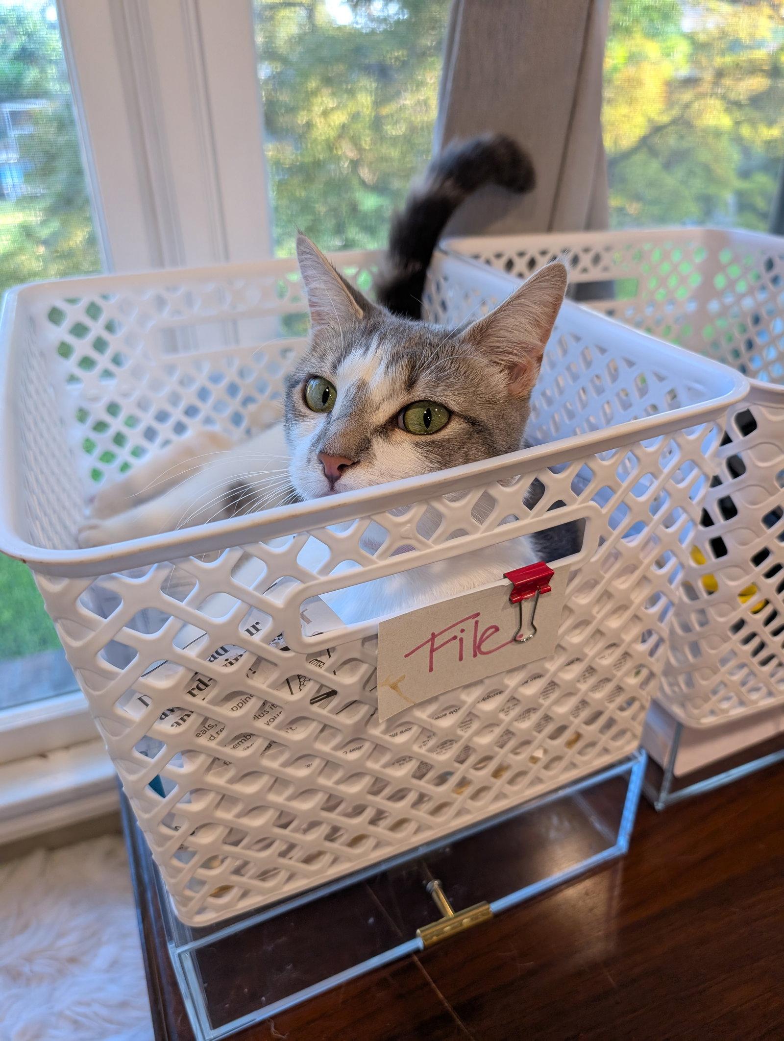 Paloma, Adoptable, Adult Female Domestic Short Hair.