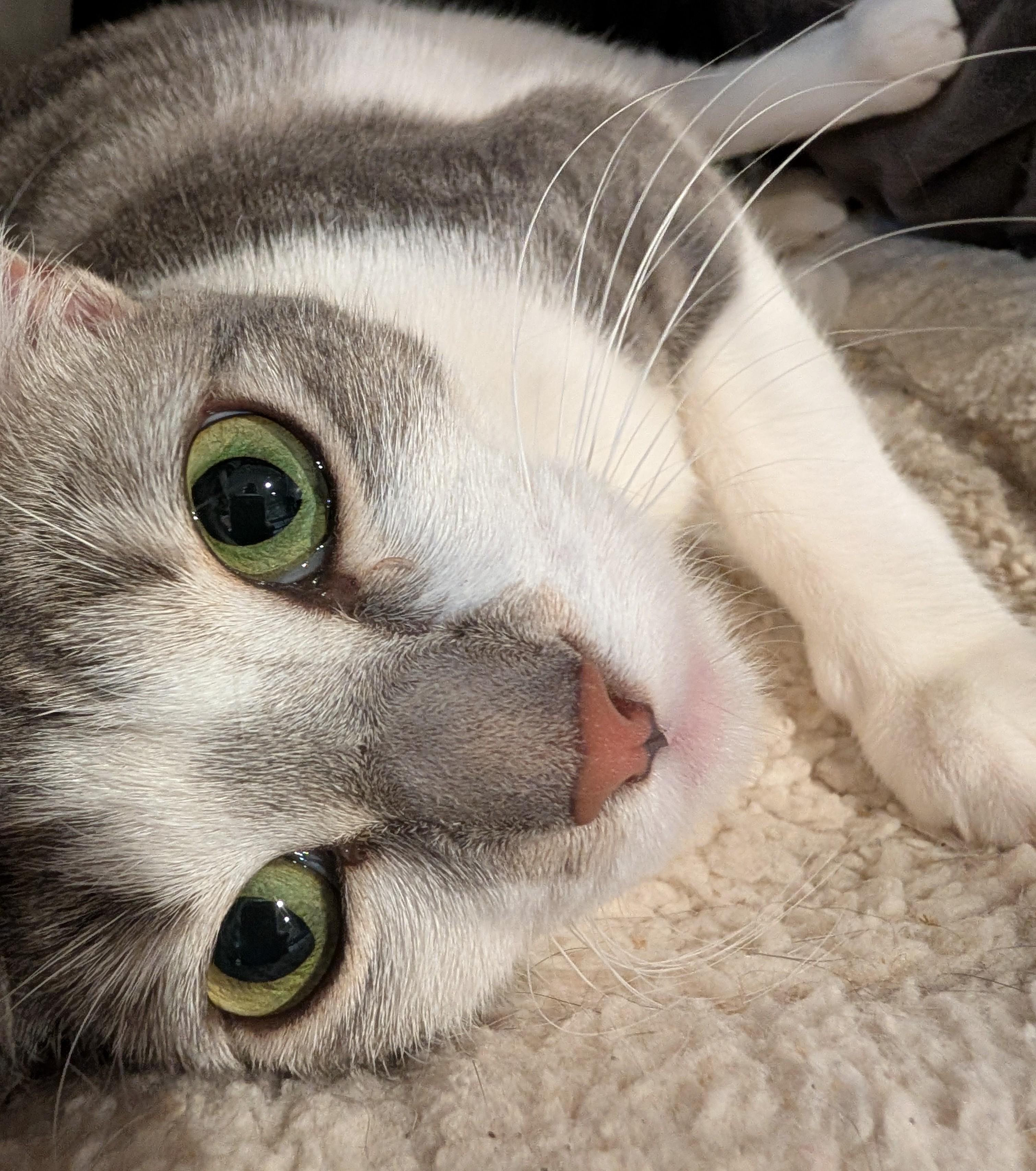 Enlarge Paloma, a Adoptable Domestic Short Hair in Monrovia, CA image 4/4