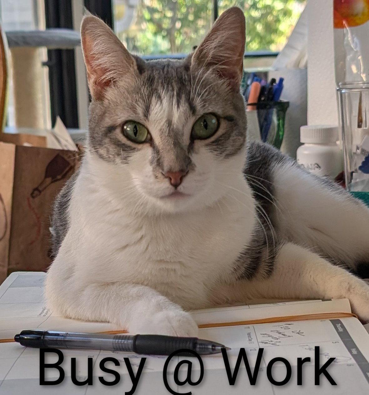 Enlarge Paloma, a Adoptable Domestic Short Hair in Monrovia, CA image 2/3