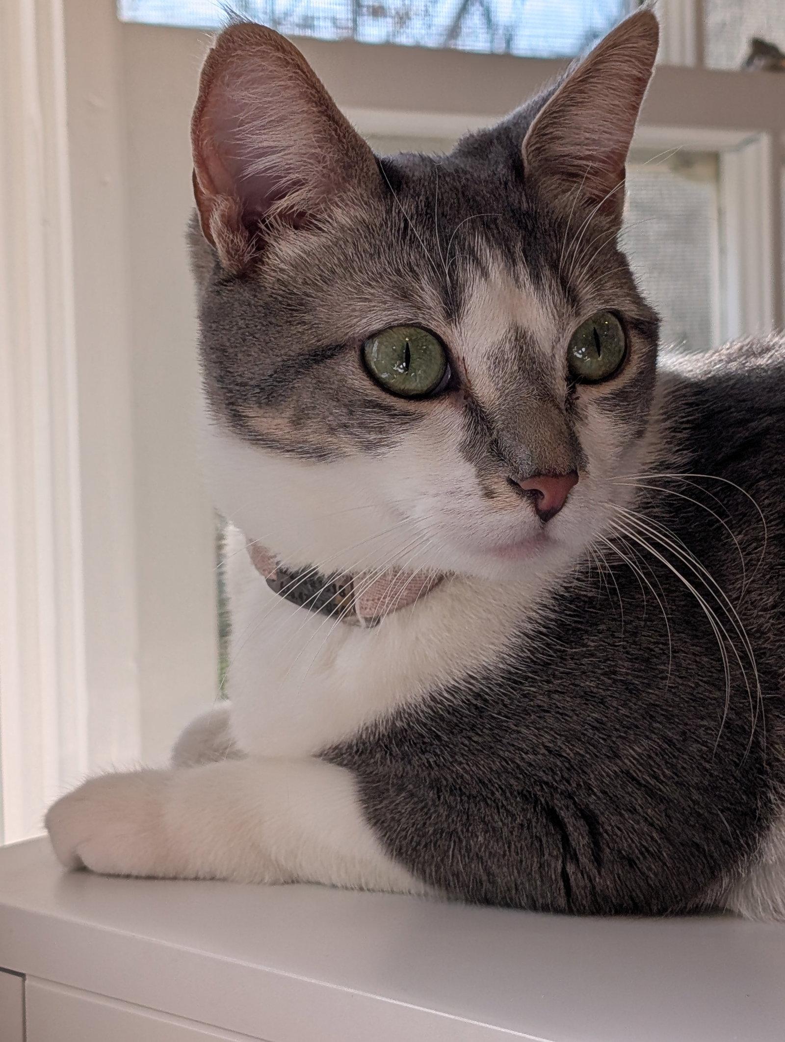 Enlarge Paloma, a Adoptable Domestic Short Hair in Monrovia, CA image 3/3