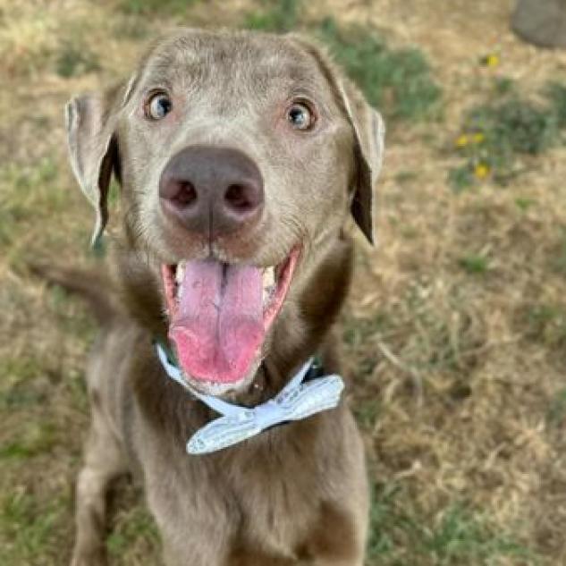 Enlarge Frankie (Alfonso), a Adoptable Labrador Retriever in Aledo, TX image 2/6