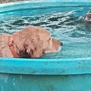 Enlarge Frankie (Alfonso), a Adoptable Labrador Retriever in Aledo, TX image 5/6