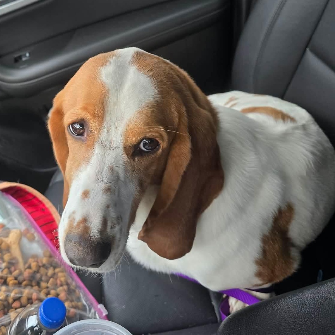 Jolene, Adopted, Adult Female Basset Hound.