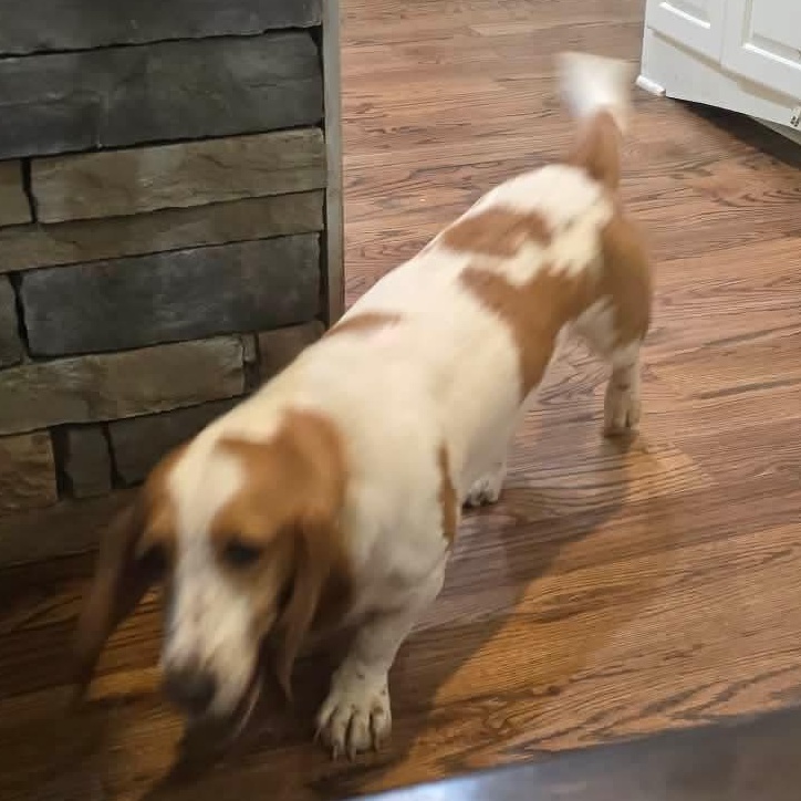 Enlarge Jolene, a Adopted Basset Hound in Knoxville, TN image 2/2