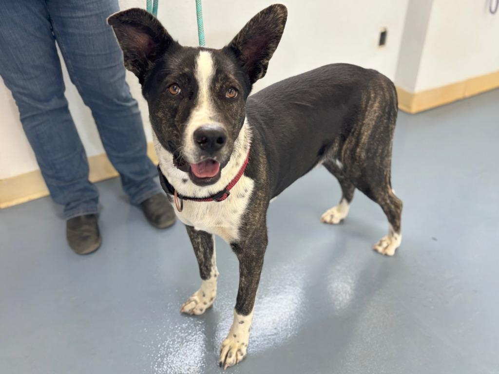 Maverick, Adoptable, Young Male Shepherd & Mixed Breed.