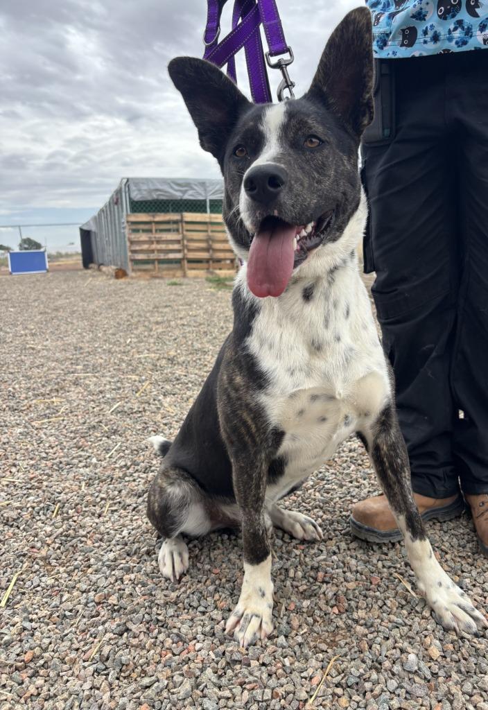 Enlarge Maverick, a Adoptable mixed breed in Moriarty, NM image 2/4