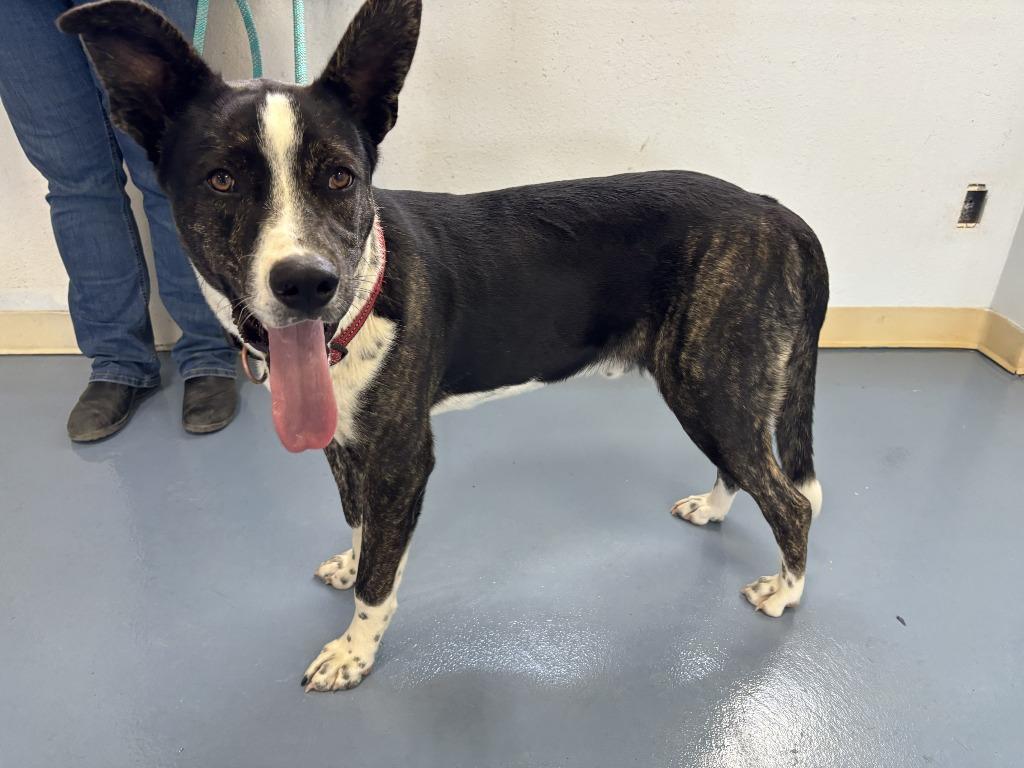 Enlarge Maverick, a Adoptable mixed breed in Moriarty, NM image 3/4