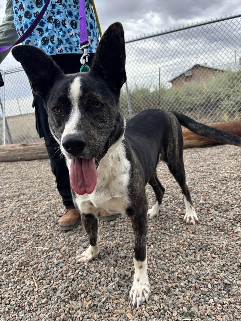 Enlarge Maverick, a Adoptable mixed breed in Moriarty, NM image 4/4