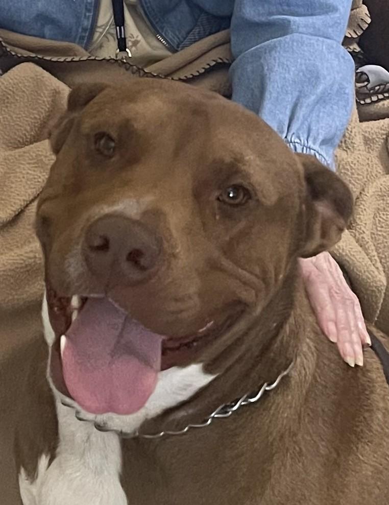 Chewy, ADOPTABLE, Adult Male American Staffordshire Terrier.