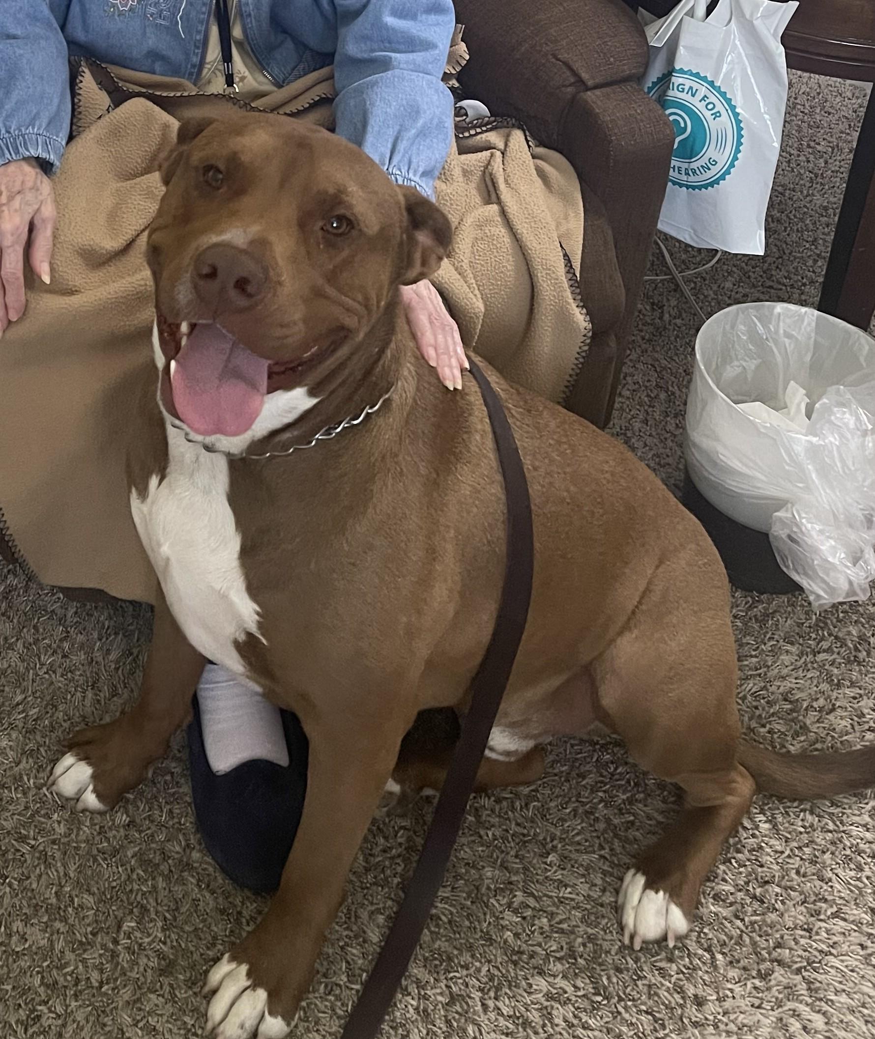 Enlarge Chewy, a ADOPTABLE mixed breed in Greeley, CO image 2/3