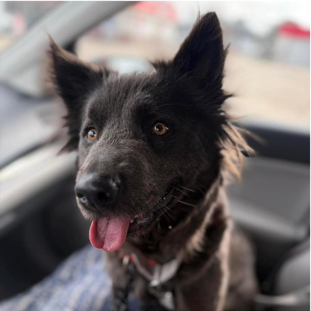 MILLIE  Available NOW - ADOPTION or RESCUE!, Adoptable, Young Female Mixed Breed.