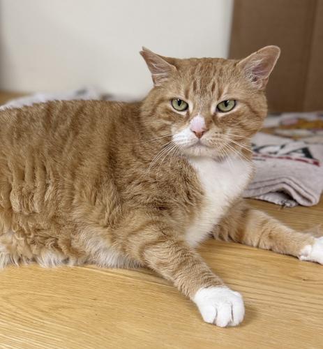 Austin, Adoptable, Senior Male Domestic Short Hair.