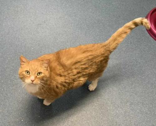 Enlarge Austin, a Adoptable Domestic Short Hair in St. Johnsbury, VT image 1/3
