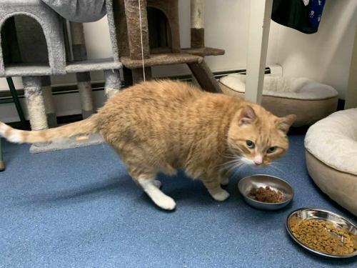 Enlarge Austin, a Adoptable Domestic Short Hair in St. Johnsbury, VT image 2/3