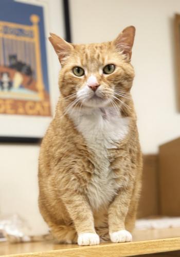 Enlarge Austin, a Adoptable Domestic Short Hair in St. Johnsbury, VT image 2/3