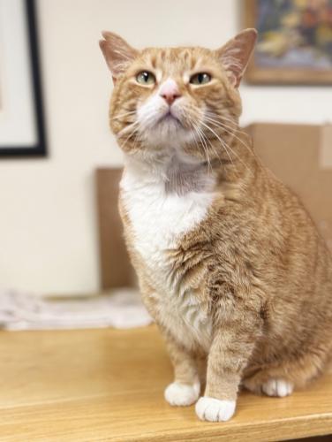 Enlarge Austin, a Adoptable Domestic Short Hair in St. Johnsbury, VT image 3/3