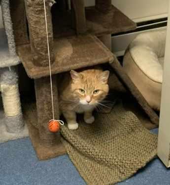 Enlarge Austin, a Adoptable Domestic Short Hair in St. Johnsbury, VT image 3/3