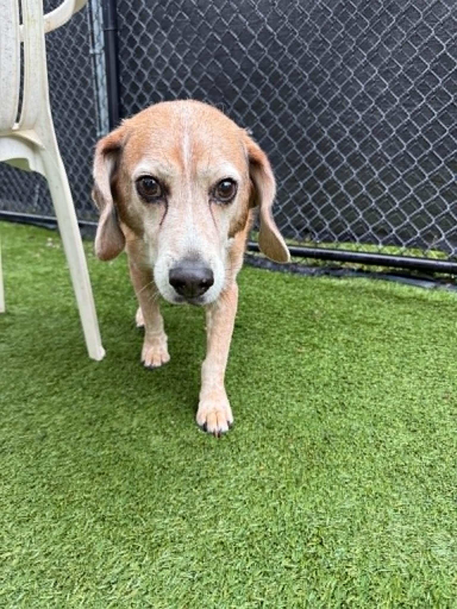 Cooper, a ADOPTABLE Beagle in Groton, CT image 2/2