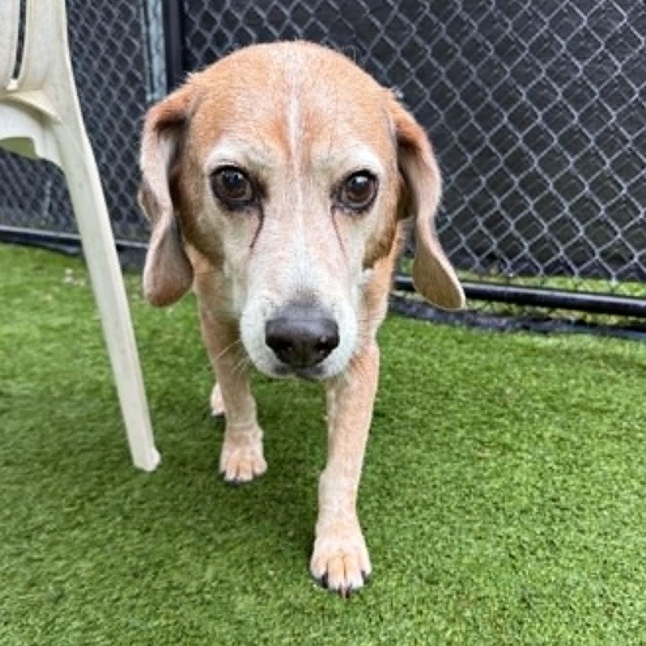 Enlarge Cooper, a Adopted Beagle in Groton, CT image 2/3