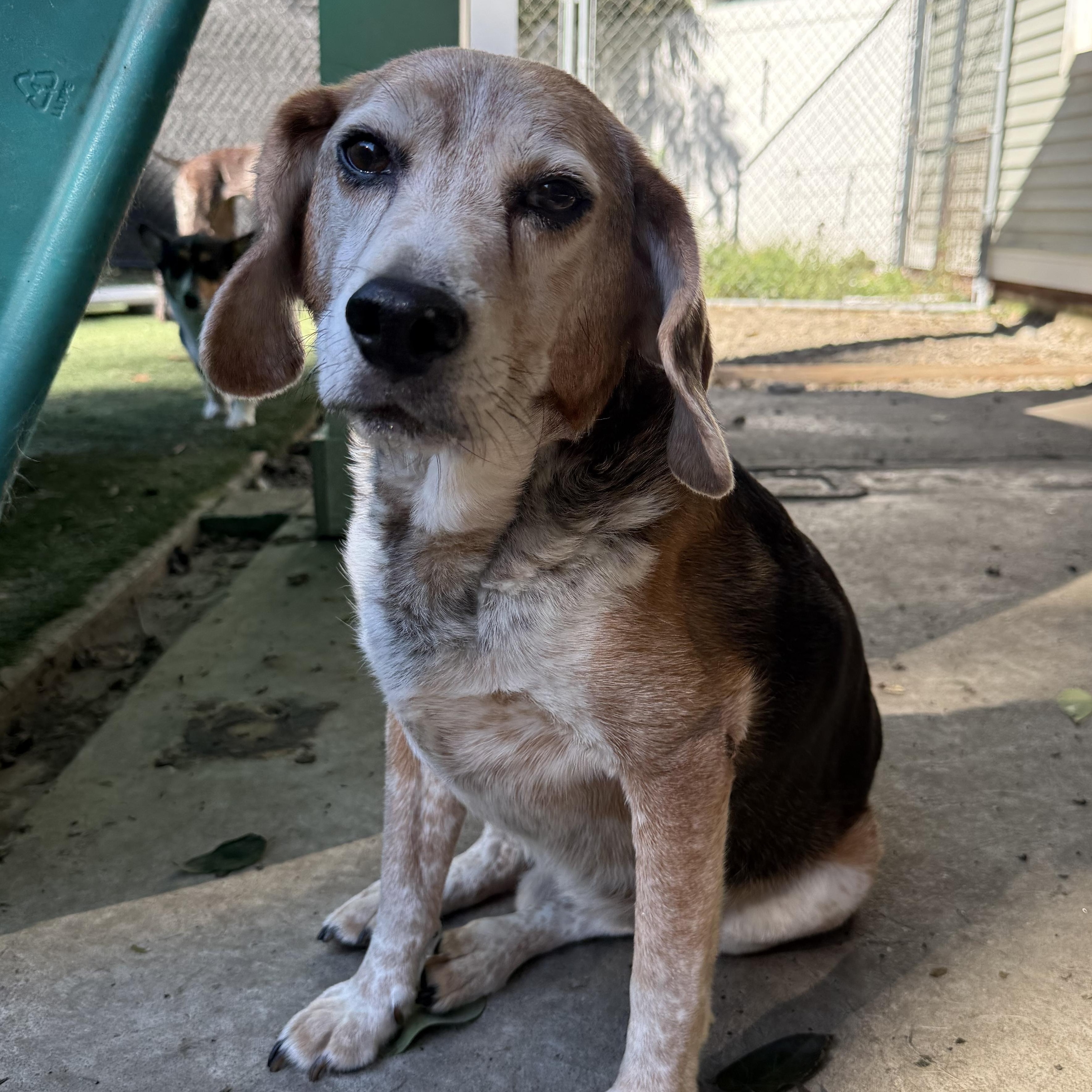 Enlarge Cooper, a Adopted Beagle in Groton, CT image 3/3
