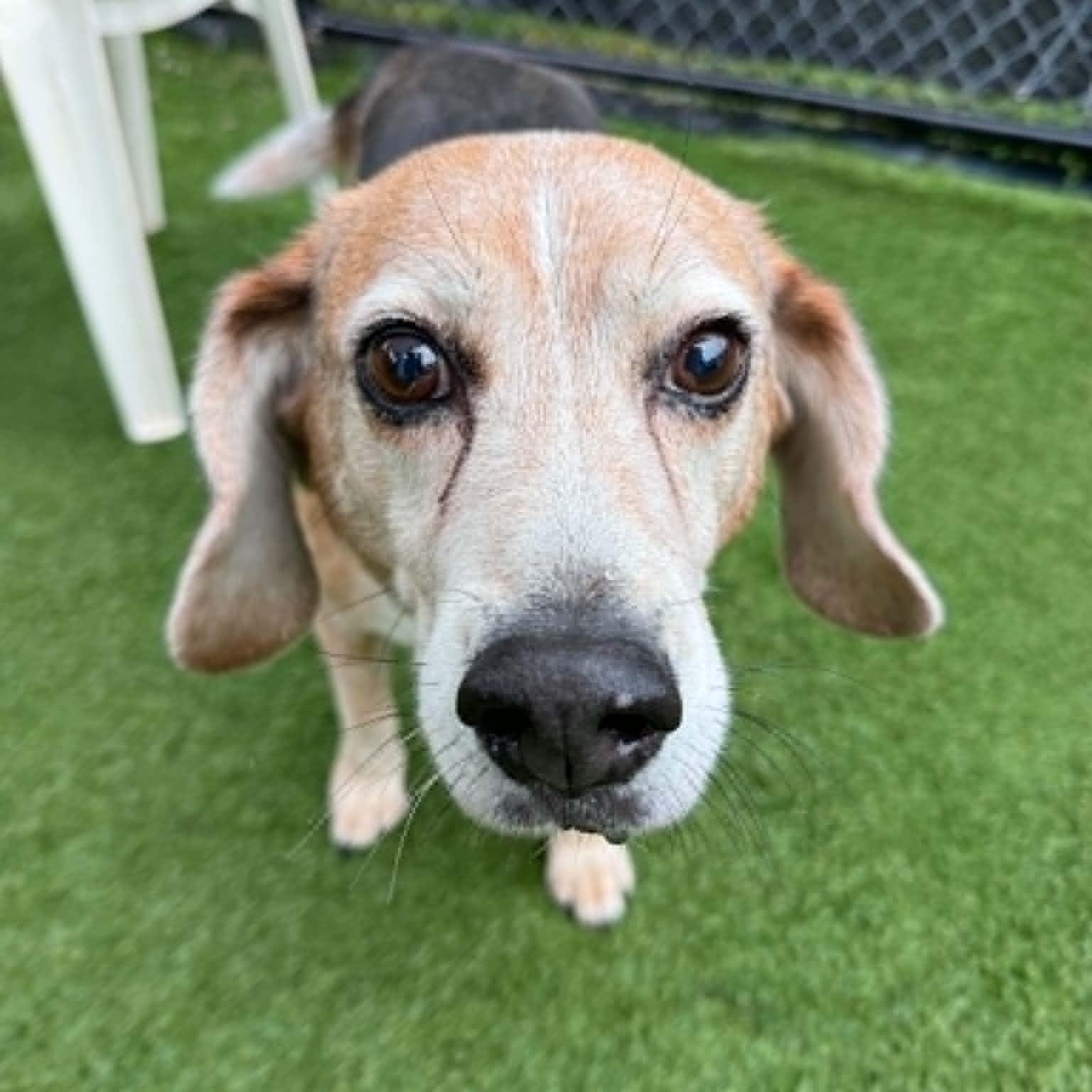 Enlarge Cooper, a Adopted Beagle in Groton, CT image 1/3