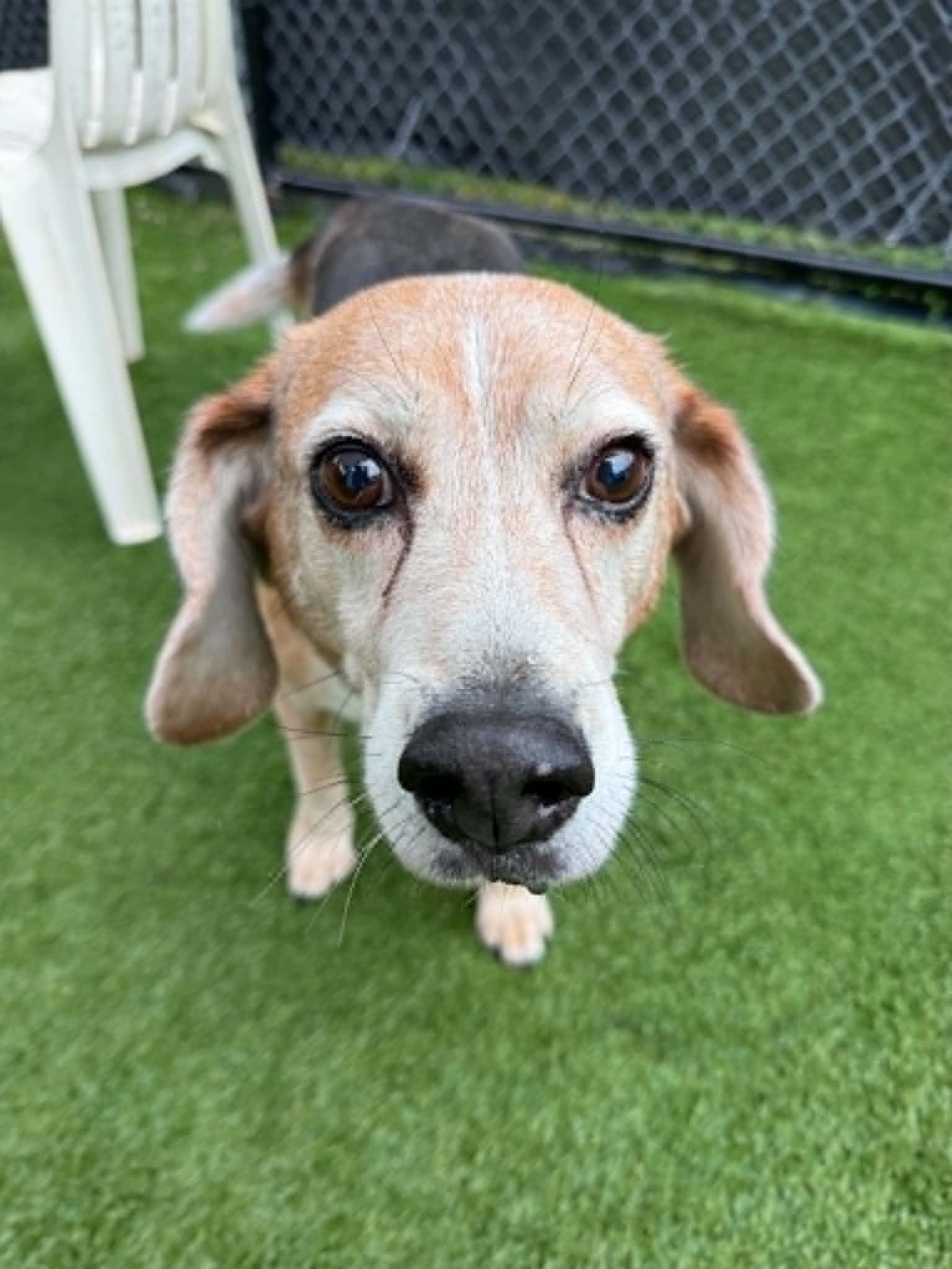 Cooper, a ADOPTABLE Beagle in Groton, CT image 1/2