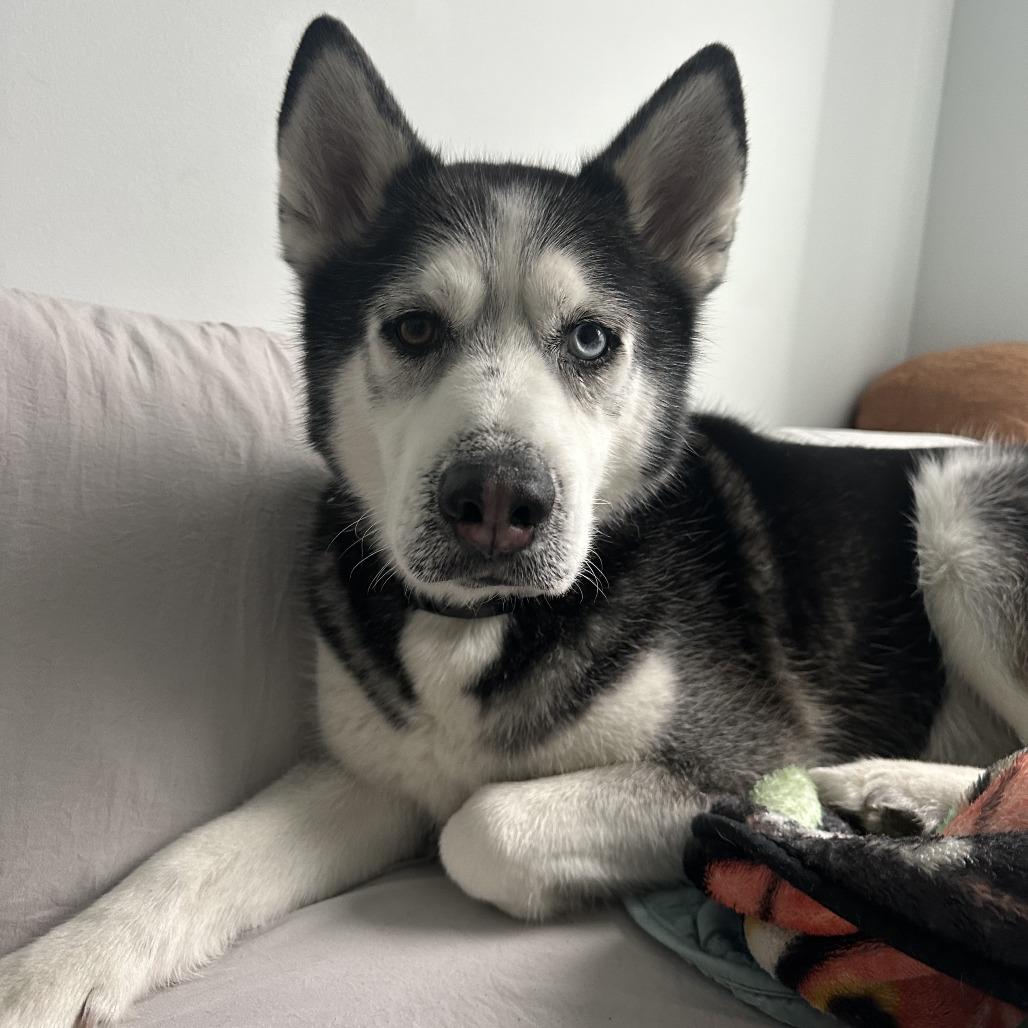Cubby - Home to Home, Adoptable, Senior Male Husky.