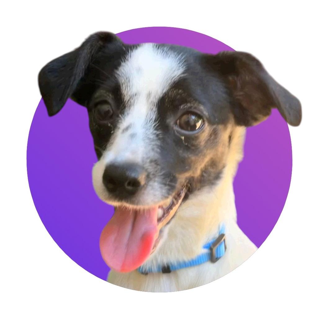 Dorothy, Adoptable, Young Female Mixed Breed.