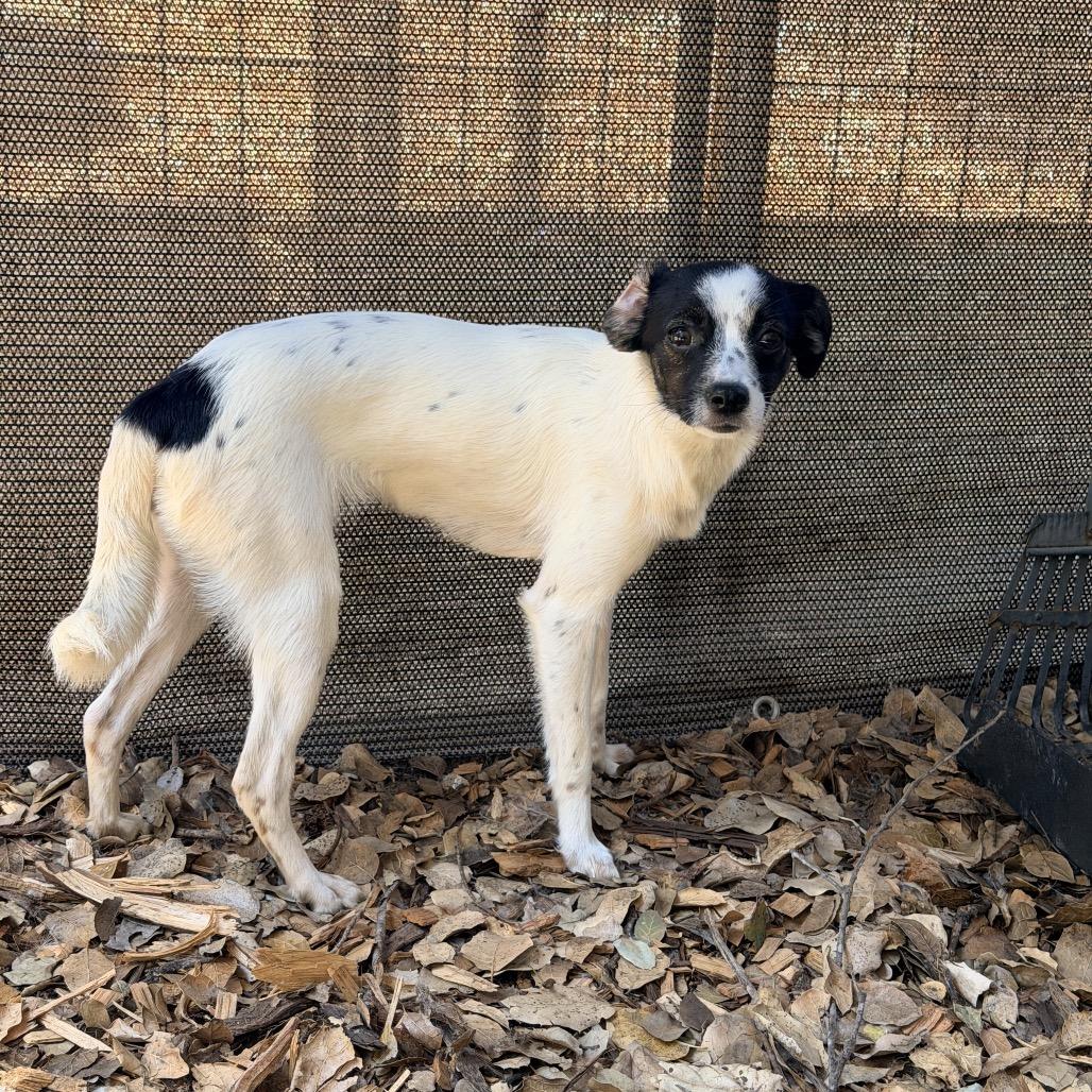Dorothy, a Adoptable Mixed Breed in Pacific Grove, CA image 2/3